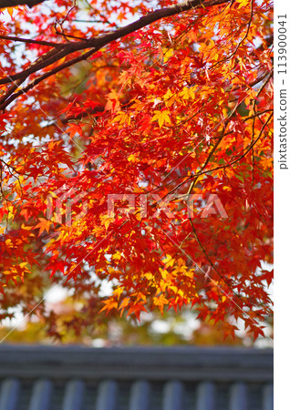 楓葉與藍天和鮮紅的葉子 113900041