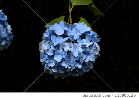 藍色圓形繡球花 藍色圓形繡球花 113900120
