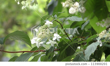 Noryutsugi花 Noryutsugi花 113900201