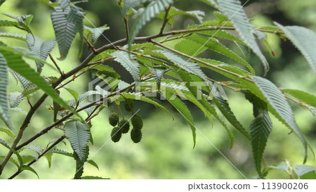 姬屋樹果 姬屋樹果 113900206