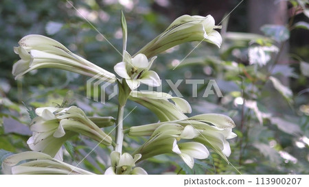 White lily flower White lily flower 113900207