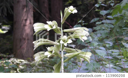 白百合花 白百合花 113900208