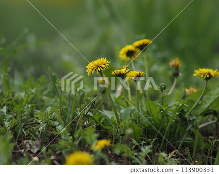 Dandelions blooming in the spring field Dandelions blooming in the spring field 113900331