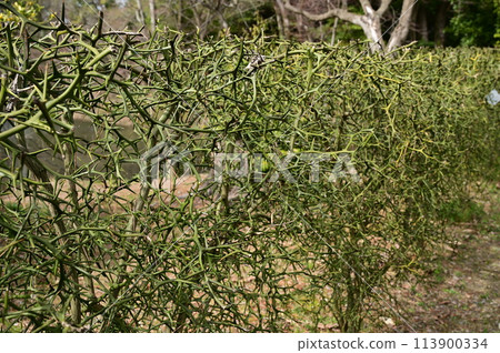 Trifoliate orange (Rutaceae) deciduous shrub 113900334