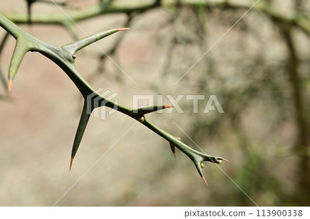 Trifoliate orange (Rutaceae) deciduous shrub 113900338