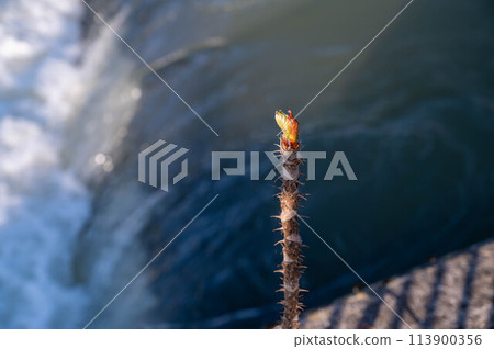 塔拉芽 塔拉芽 113900356