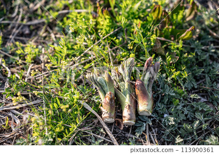 收穫的鱈魚芽 收穫的鱈魚芽 113900361