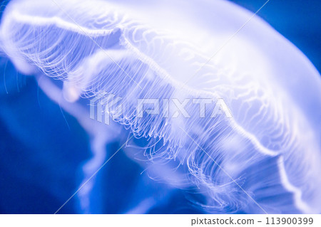 Jellyfish 113900399