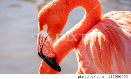 Flamingo  113900403