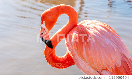 Flamingo  113900404