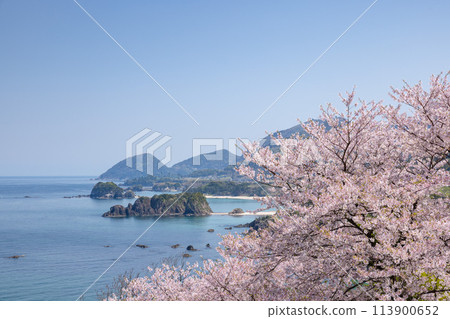 春天的丹後松島 113900652