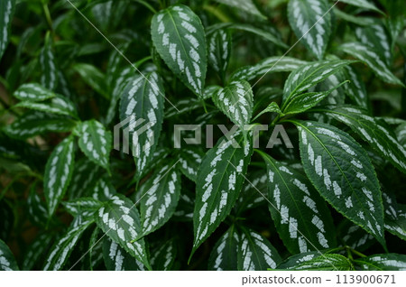 斑蝽（Acanthidae） 113900671