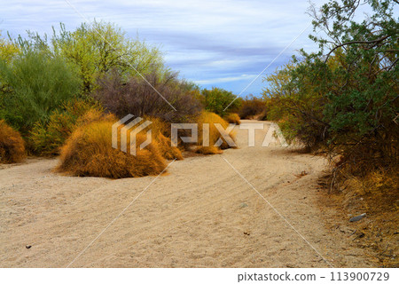 Arizona Desert Arroyo Arizona Desert Arroyo 113900729