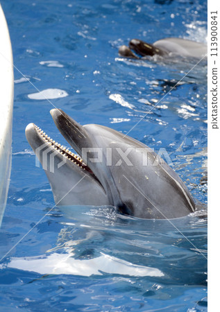 Dolphin Dolphin 113900841