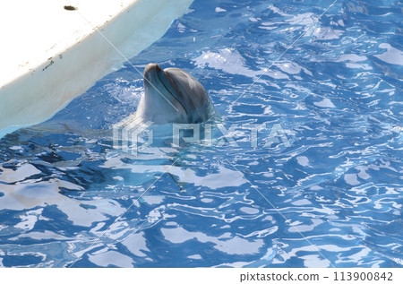 海豚 海豚 113900842