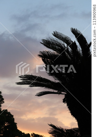 Palm trees and sunsets 113900968