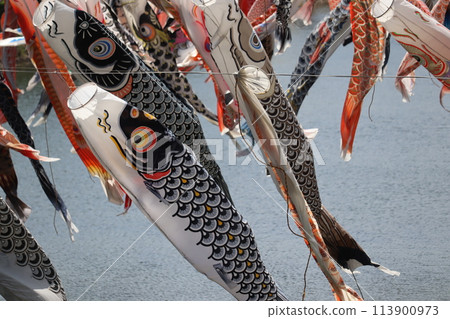 游泳鯉魚 游泳鯉魚 113900973