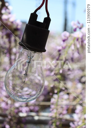 紫藤花包圍的燈泡 113900979