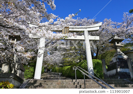 The approach to Munetada Shrine in Yoshidayama, Kyoto City, is beautiful with cherry blossoms blooming. 113901007