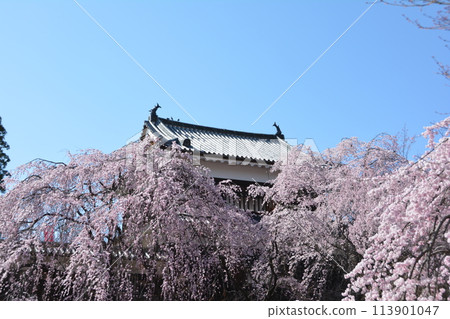 長野縣上田市,上田城跡公園,盛開的垂枝櫻花和北角樓 長野縣上田市,上田城跡公園,盛開的垂枝櫻花和北角樓 113901047