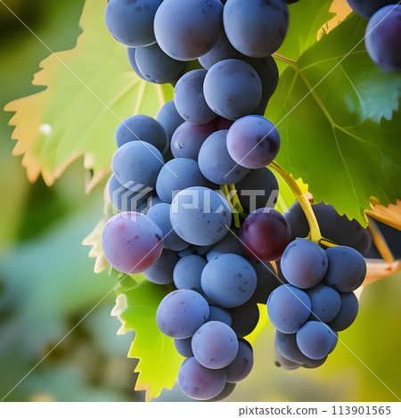 Juicy and ripe grapes in the garden in summer Juicy and ripe grapes in the garden in summer 113901565