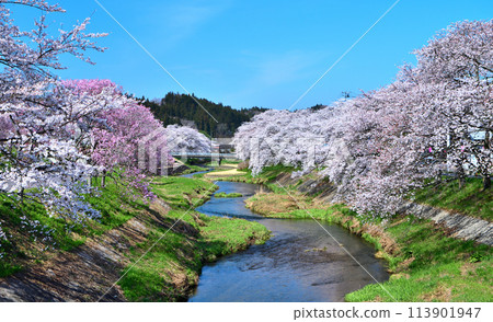 Ishikawa Town, Fukushima Prefecture: Cherry blossoms in full bloom and Imadegawa River Ishikawa Town, Fukushima Prefecture: Cherry blossoms in full bloom and Imadegawa River 113901947