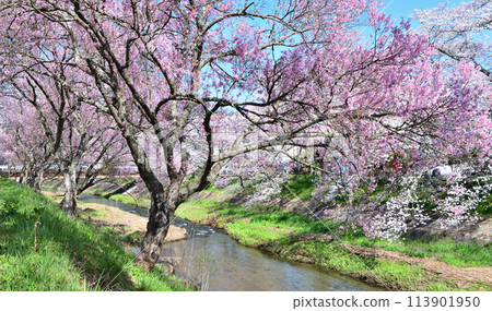 福島縣石川町,盛開的櫻花和今出川 福島縣石川町,盛開的櫻花和今出川 113901950