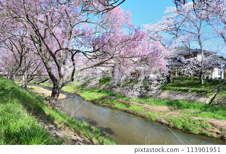 Ishikawa Town, Fukushima Prefecture: Cherry blossoms in full bloom and Imadegawa River 113901951
