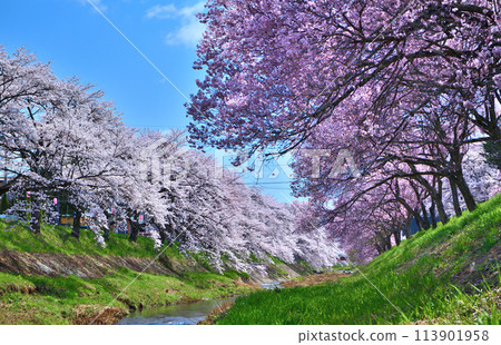 Ishikawa Town, Fukushima Prefecture: Cherry blossoms in full bloom and Imadegawa River Ishikawa Town, Fukushima Prefecture: Cherry blossoms in full bloom and Imadegawa River 113901958