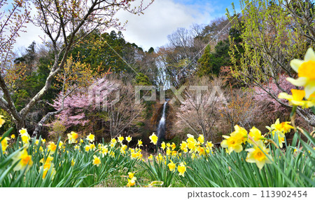 栃木縣那須鹽原市鹽原溫泉的城池瀑布、櫻花和水仙花 栃木縣那須鹽原市鹽原溫泉的城池瀑布、櫻花和水仙花 113902454