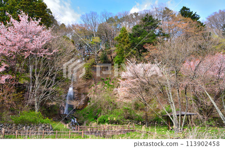 栃木縣那須鹽原市鹽原溫泉的據點瀑布和櫻花 栃木縣那須鹽原市鹽原溫泉的據點瀑布和櫻花 113902458