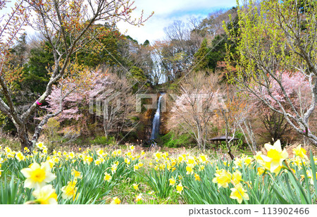 栃木縣那須鹽原市鹽原溫泉的城池瀑布、櫻花和水仙花 113902466