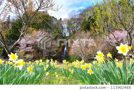 栃木縣那須鹽原市鹽原溫泉的城池瀑布、櫻花和水仙花 栃木縣那須鹽原市鹽原溫泉的城池瀑布、櫻花和水仙花 113902468