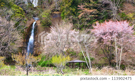 Yohai Falls and cherry blossoms at Shiobara Onsen, Nasushiobara City, Tochigi Prefecture Yohai Falls and cherry blossoms at Shiobara Onsen, Nasushiobara City, Tochigi Prefecture 113902475