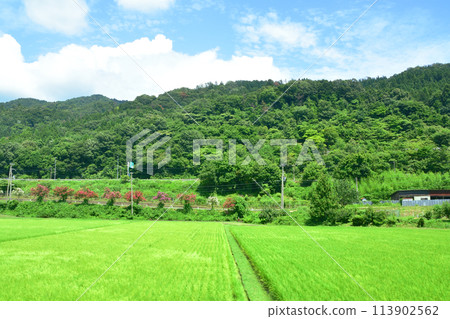 從北陸本線敦賀站到米原站的車窗所看到的景色（2022年夏季） 113902562