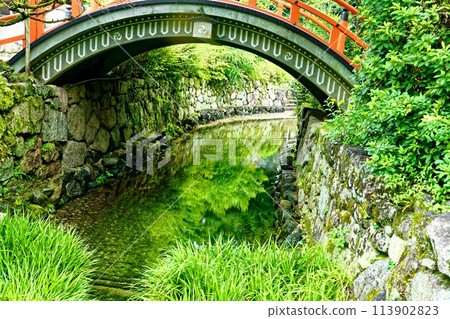 Kyoto scenery: Green leaves 113902823