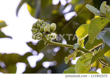 Pekea Nut Flower 113902870