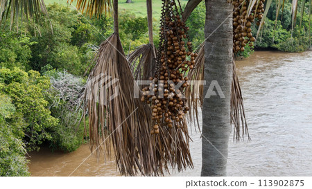 fruits of the buriti palm tree 113902875