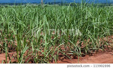 field sugar cane cultivation field sugar cane cultivation 113902896