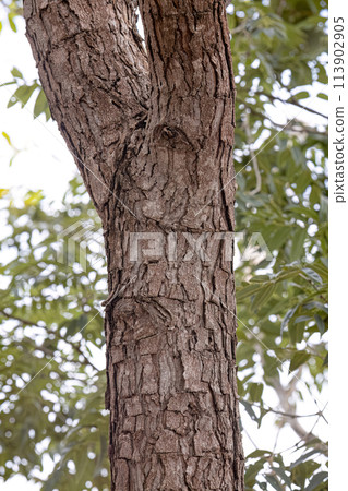 Pekea Nut Tree Trunk Pekea Nut Tree Trunk 113902905