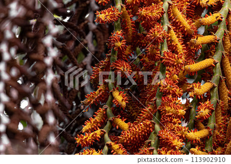 flowers of the buriti palm tree 113902910