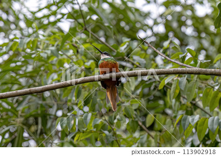 Animal Rufous-tailed Jacamar Bird Animal Rufous-tailed Jacamar Bird 113902918