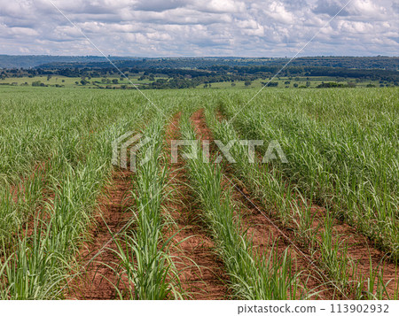 field sugar cane cultivation field sugar cane cultivation 113902932