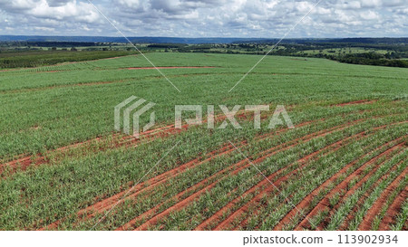 field sugar cane cultivation field sugar cane cultivation 113902934