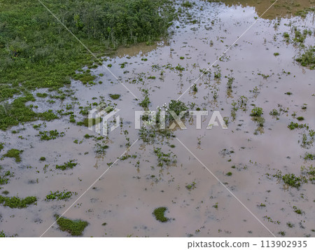 Small Swamp with white herons Small Swamp with white herons 113902935