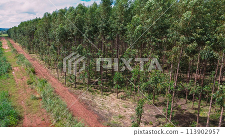cultivation of eucalyptus trees 113902957