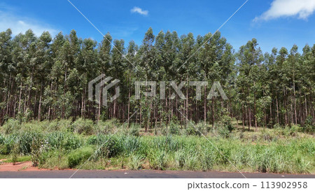 cultivation of eucalyptus trees cultivation of eucalyptus trees 113902958