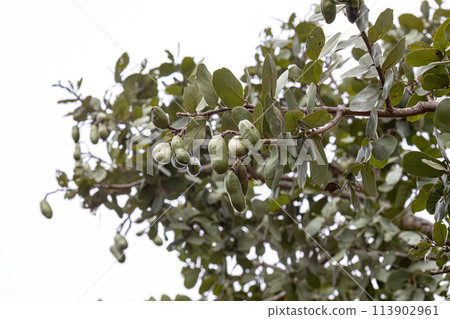 Stinkingtoe Tree with Fruits Stinkingtoe Tree with Fruits 113902961