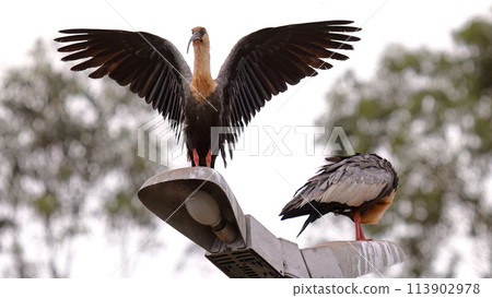 Buff necked Ibis Animals 113902978