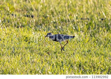 Adult Southern Lapwing Bird Adult Southern Lapwing Bird 113902992